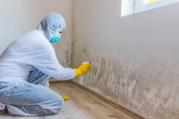 Licensed Mold Remediation service in Lake Worth, FL - WQB Mold Removal